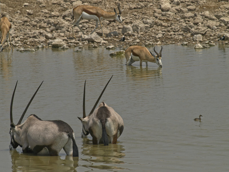 Okaukuejo, Oryx